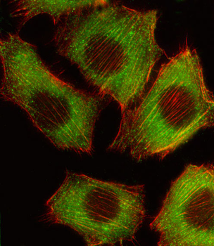 BRAF Antibody