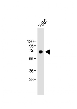 LTF Antibody