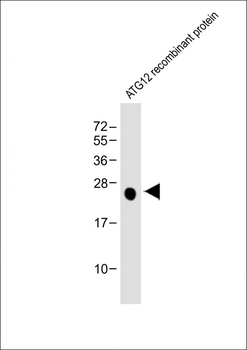 ATG12 Antibody