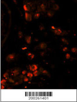 LIN28A Antibody
