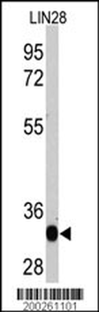 LIN28A Antibody