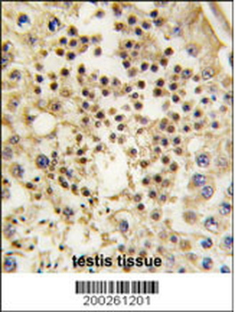 LIN28A Antibody
