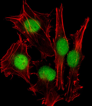 SUMO1 Antibody