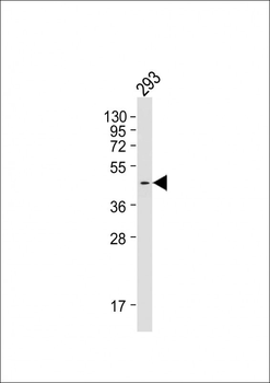 PRDM12 Antibody