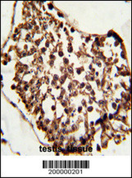 SET07 Antibody