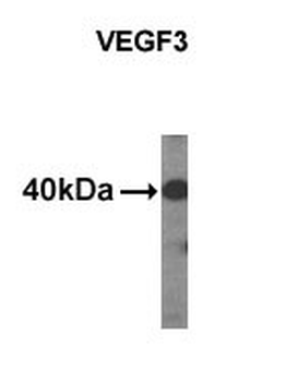 VEGF3 Antibody