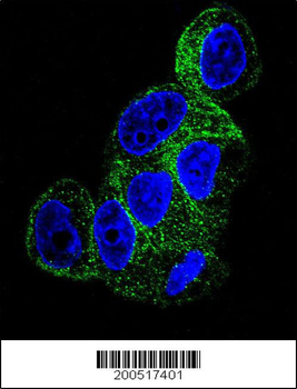 TBB1 Antibody