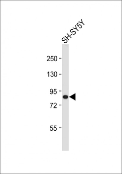 cGKI (cGKI beta) Antibody (C-term)