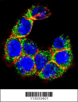 MUC20 Antibody (C-term)