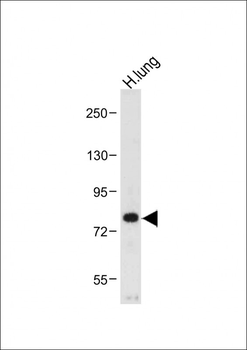 MUC20 Antibody (C-term)