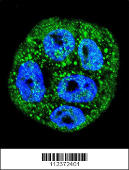 MUC20 Antibody (N-term)