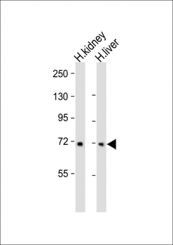 MUC20 Antibody (N-term)