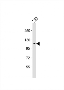 KIT Antibody (Y721)