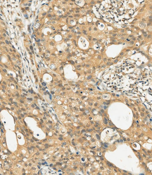 c-KIT Antibody (C-term)