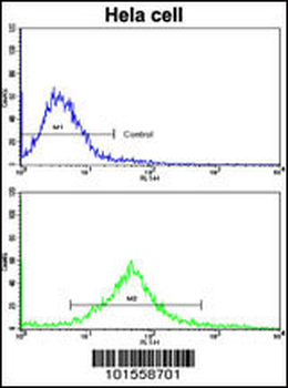 c-KIT Antibody (N-term)