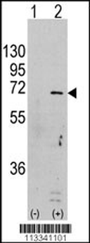 AMPK alpha (PRKAA1) Antibody (S487)