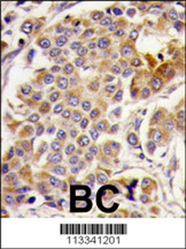 AMPK alpha (PRKAA1) Antibody (S487)