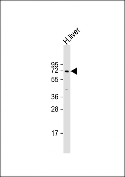 CAMK2G (CAMK2 gamma) Antibody (C-term)