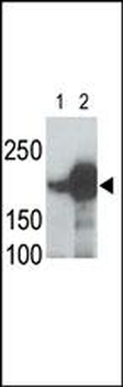 LRP5 Antibody (C-term)