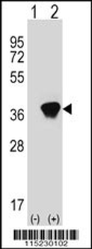 AKR1A1 Antibody (C-term)