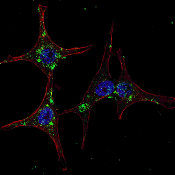 SYVN1 (HRD1) Antibody (C-term)