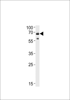 Ubiquilin1 Antibody (Center)