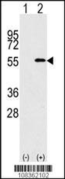 NUP50 Antibody (C-term)