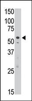 SIGLEC7 (D-siglec) Antibody (C-term H422)