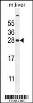 FAT10 Antibody (C-term)