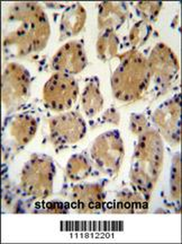 FAT10 Antibody (C-term)