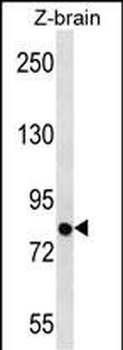 Zebrafish SIM1 Antibody (N-term)