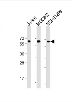 MAPK4 Antibody (C-term)