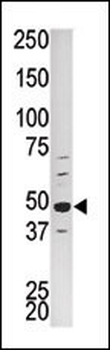 PCTAIRE1 (PCTK1) Antibody (N-term)