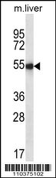 Ihh Antibody (N-term)