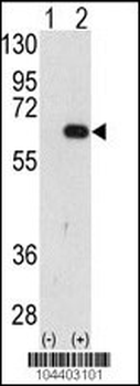 AMFR Antibody (C-term)