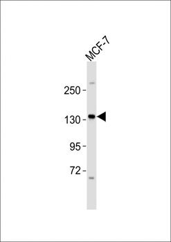 HER4 Antibody (C-term Y1162)