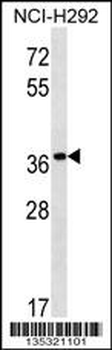 PGA5 Antibody (C-term)