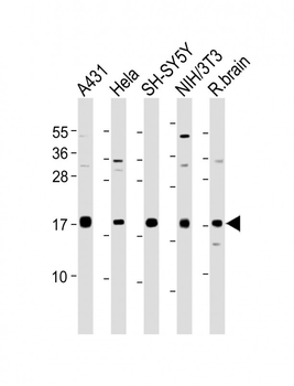 Calmodulin Antibody (C-term)