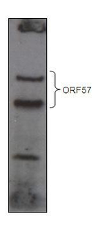 KSHV ORF 57 Antibody