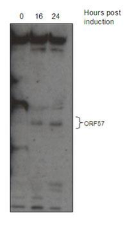 KSHV ORF 57 Antibody