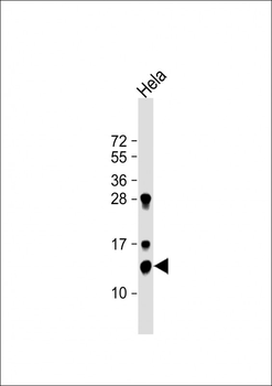 Thioredoxin (TRX) Antibody (N-term)