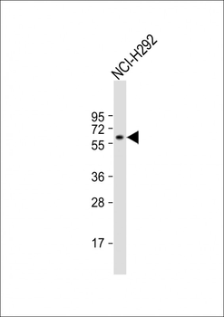 TBC1D3E Antibody (C-term)