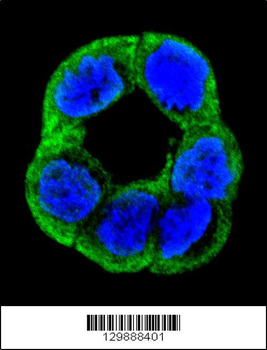 UNQ5814 Antibody (C-term)