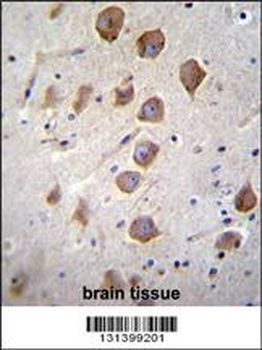 KCNRG Antibody (C-term)