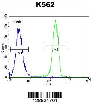 CT45A Antibody (N-term)