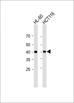 P40 antibody