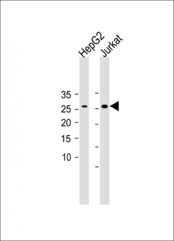 CLDN18 antibody