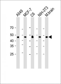 PTEN antibody