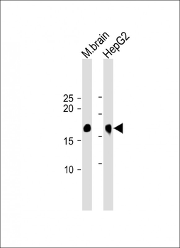CDKN2A Antibody