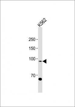 hSTAT5-pY694 Antibody